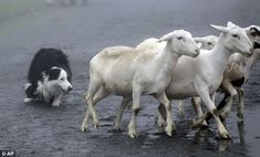 a herd of sheep walking across a wet road next to a black and white dog