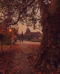 two people walking down a path in the rain under a tree with leaves on it