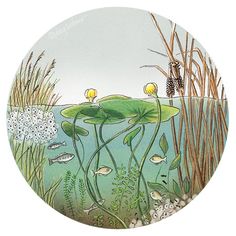 a glass plate with an image of water lilies and fish in the pond on it