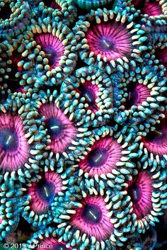 some very pretty purple and blue flowers in the middle of the ocean, looking like corals