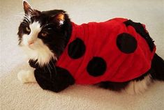 a black and white cat wearing a red ladybug costume on the floor with it's eyes closed