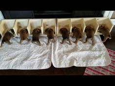 six puppies are lined up in small bins on the toweled tablecloth