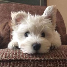 a small white dog laying on top of a couch