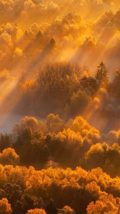 the sun shines through the clouds over trees and bushes in an autumn landscape with yellow foliage