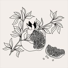 a black and white drawing of a pomegranate on a branch with leaves