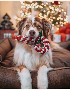 a brown and white dog holding a toy in its mouth while sitting on a couch