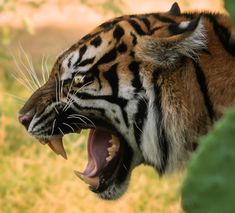 a tiger with its mouth open showing teeth