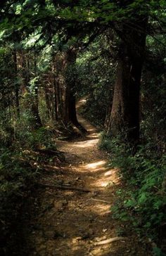 a dirt path in the woods with trees on both sides and sunlight shining through the leaves