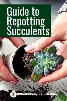 someone holding a potted plant in their hands with the title guide to repottiting succulents