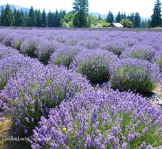 a field full of purple flowers with trees in the background