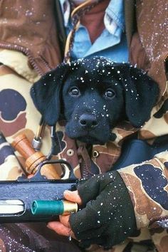 Black Lab Hunting, Cute Hunting Dogs, Hunting Dog Photography, Hunting Labrador Retriever, Dog Hankies, Duck Hunting Photography, Labs Hunting, Duck Hunting Dogs, Lab Pups