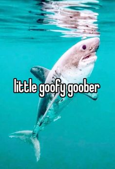 a shark swimming in the water with words that say, little goffy gober