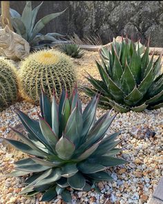 several different types of cactus plants in a rock garden area with gravel and rocks around them