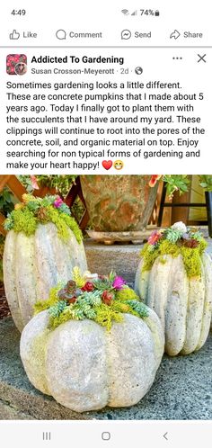 two white pumpkins with moss growing on them sitting in front of a potted plant