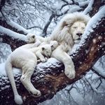 two white lions are sitting on a tree branch in the snow, with their cubs