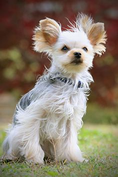 a small white dog sitting on top of a lush green field