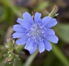 a blue flower that is growing in the grass