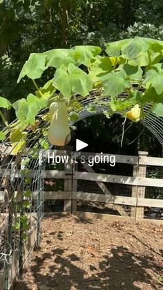 an image of a fence with plants growing on it and the words how is going written in white