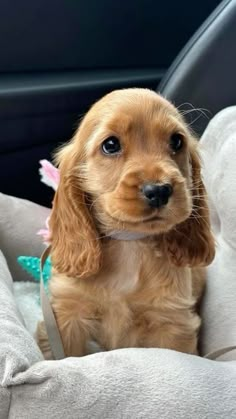 a small brown dog sitting in the back seat of a car with a stuffed animal