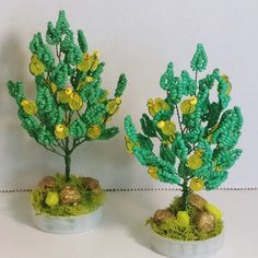 two small green plants with gold coins on them sitting in white pots filled with moss