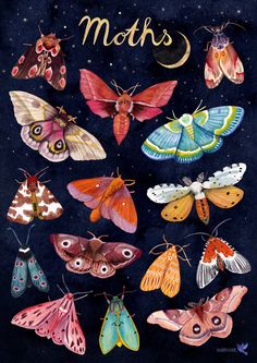 the moths are all different colors and sizes