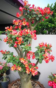 a potted plant with red and yellow flowers