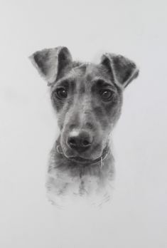 a black and white photo of a dog's face