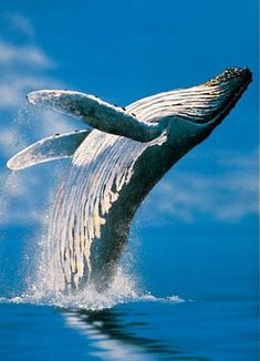 a humpback whale jumping out of the water