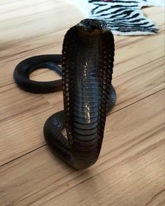 a black snake on the floor with its mouth open