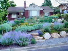 the front yard is full of plants and rocks