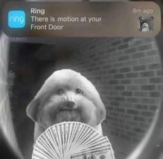 a dog is holding a fan and looking at the camera while texting, ring there is motion at your front door