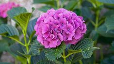 a purple flower with green leaves in the foreground