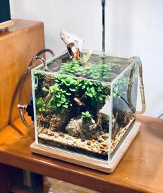 an aquarium with plants and rocks in it