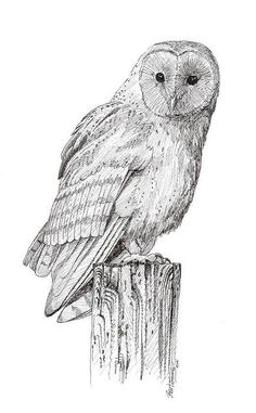 an owl sitting on top of a wooden post