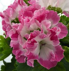 pink and white flowers with green leaves in the background