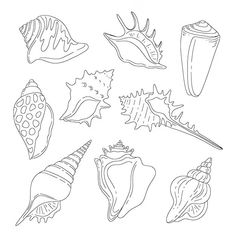 seashells coloring pages for kids and adults to print out on the beach, including shells