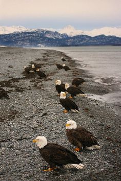 there are many bald eagles standing on the beach