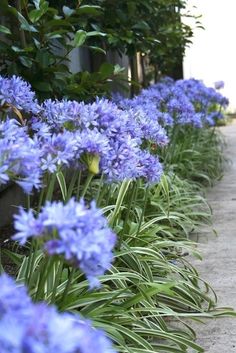 blue flowers line the side of a road