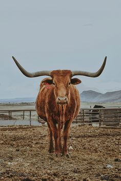 a bull with large horns standing in the dirt