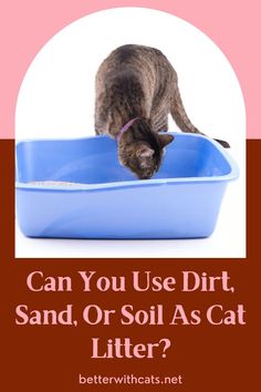 a cat drinking out of a blue bowl with the caption can you use dirt, sand or soil as cat litter?