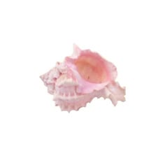 a pink sea shell on a white background