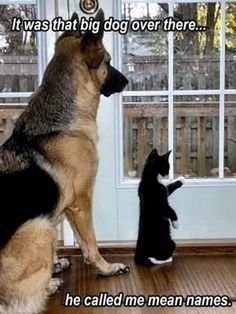 a dog and cat sitting next to each other in front of a window with the caption if i was that big dog over there he called me mean names