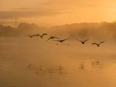 a flock of birds flying over a body of water in the foggy sun set