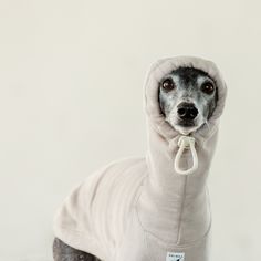 a small dog wearing a hoodie on top of it's head and looking at the camera