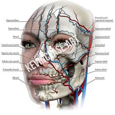 Download images | KevinCeaseArt Anatomy Of The Face, Aesthetic Anatomy, Cosmetic Injector, Arteries Anatomy, Aesthetic Nurse Injector, Aesthetic Nursing, Face Fillers, Anatomy Images