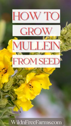 grow mullein Mullein Recipes, Mullien Plant, Growing Mullein, Mullein Benefits, Medicinal Tea Recipes, Mullein Plant, Great Mullein, Homemade Teas