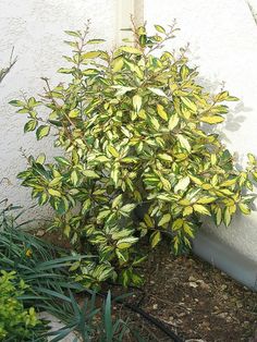 全部尺寸 | Elaeagnus Ebbingei 'Limelight' | Flickr - 相片分享！ Photinia Red Robin, Autumn Olive, Evergreen Hedge, Corner Garden, Planting Plan, Garden Shrubs, Side Garden, Unique Trees, New Leaf