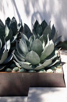 large succulents are growing in a metal planter