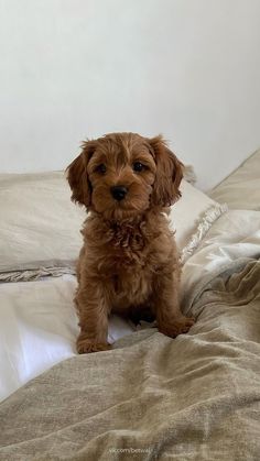 a small brown dog sitting on top of a bed