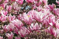 pink flowers are blooming in the sun